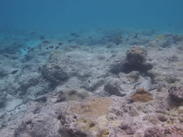 Before and After the Storm: The Impacts of Typhoon Bopha on Palauan Reefs