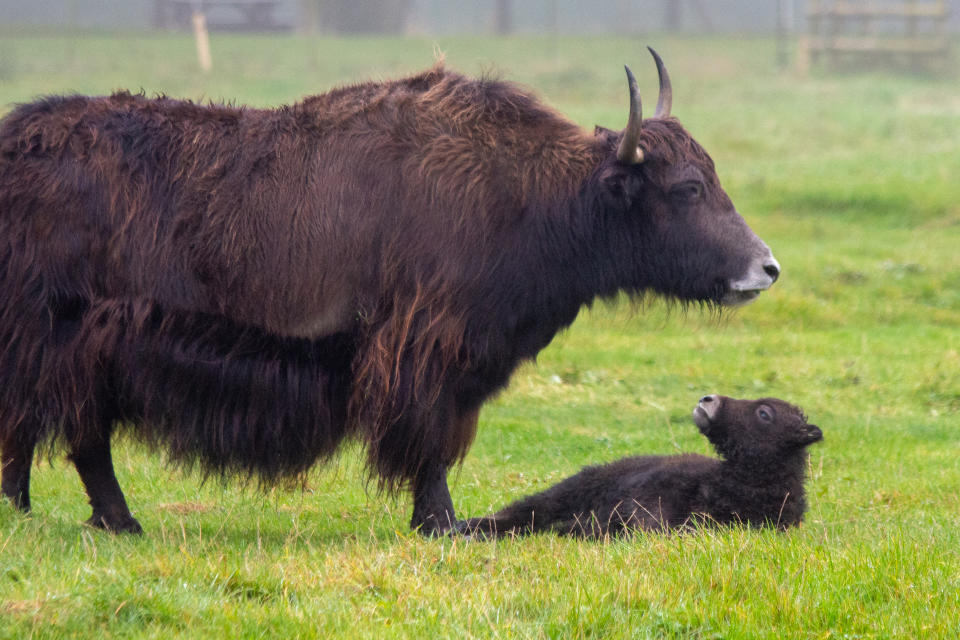 Baby yak Tonks with her mother Pandora (Whipsnade Zoo/PA)