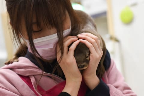 The craze for smooth-coated otters as novelty pets is driving the species to extinction - Credit: ORIKO HAYASHI/NYTNS / Redux / eyevine