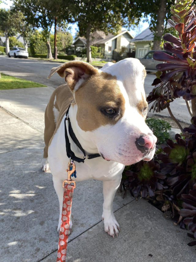 Family adopts 'unicorn' dog who was nearly euthanized for bump on her head