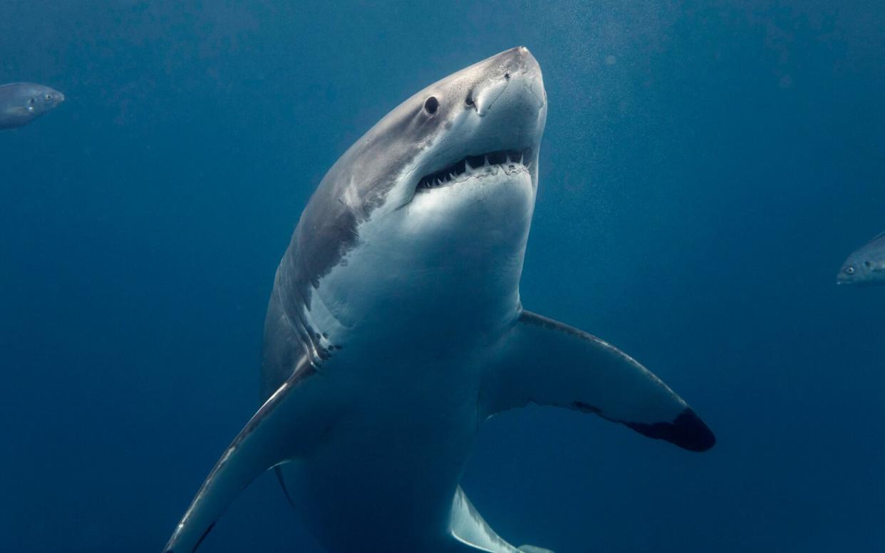 Great White Shark in Western Australia