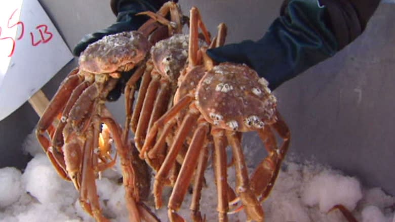 New transatlantic cable causing headaches for crab harvesters