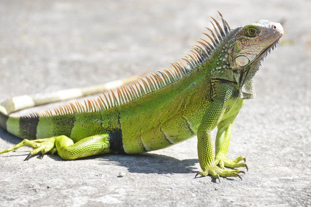 young iguana male laying on a driveway taking the early morning sun