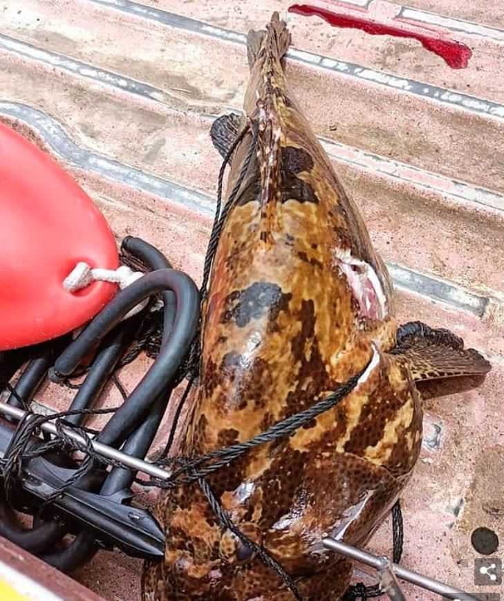漁夫捕到長達60公分、重約5公斤的大型石斑魚卻不幸溺斃。（圖／SchengenStory Twitter）