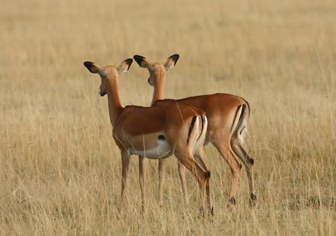 Unlucky safari guests have to settle for antelope and warthogs - Credit: getty