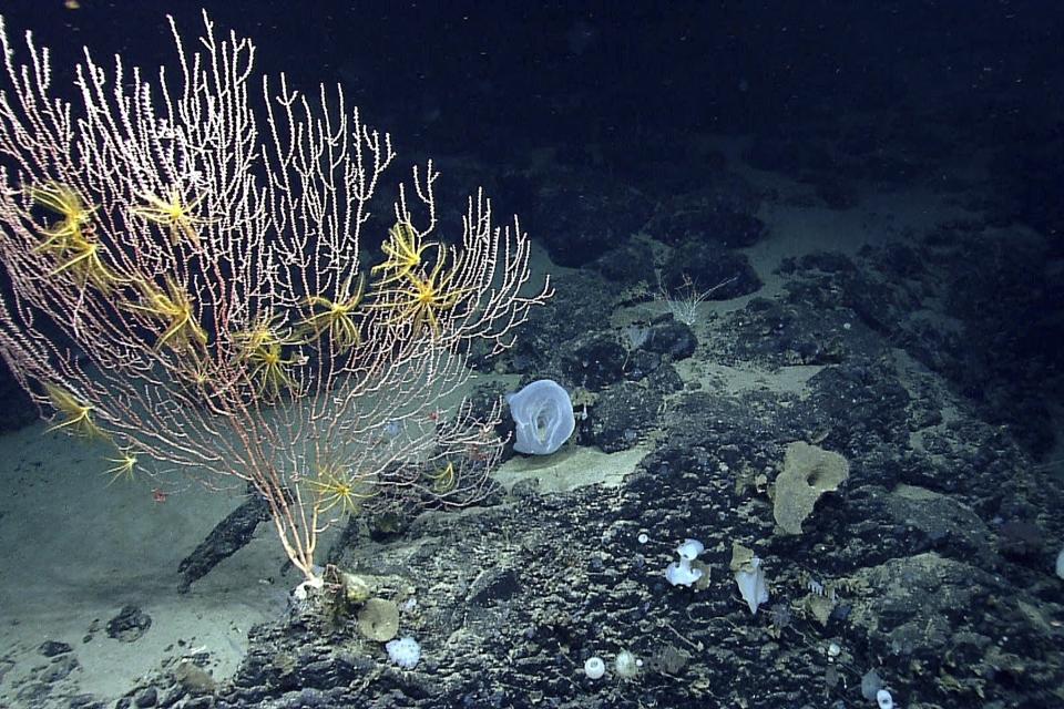 This undated file photo released by the National Oceanic and Atmospheric Administration made during the Northeast U.S. Canyons Expedition 2013, shows corals on Mytilus Seamount off the coast of New England in the North Atlantic Ocean.