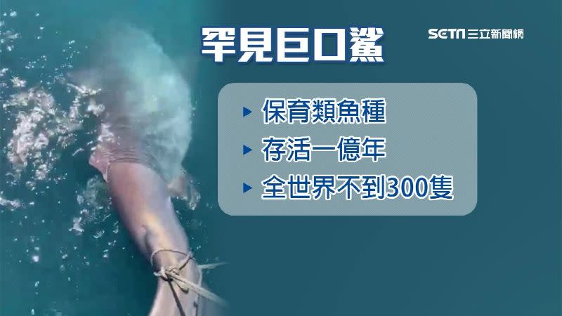 全世界剩下不到300隻巨口鯊。