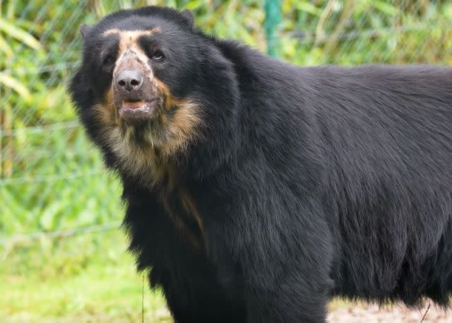 <p>Chester Zoo</p> Oberon, or Obe, is an Andean bear who just arrived at Chester Zoo in the U.K.