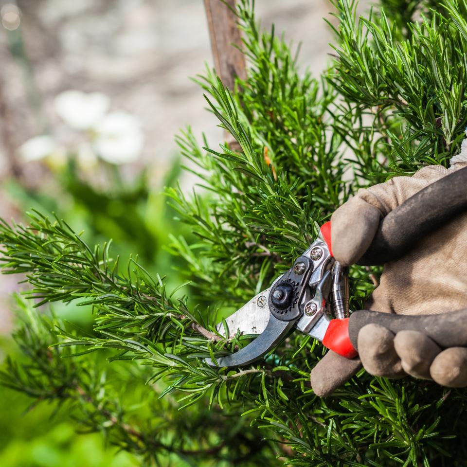  Pruning rosemary plant with secateurs. 