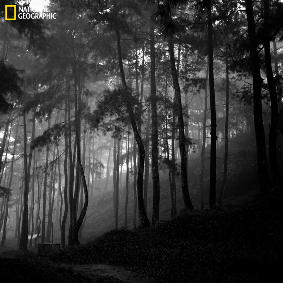 Mist in the forest. (Photo and caption Courtesy Denny Ch Pratama / National Geographic Your Shot) <br> <br> <a href="http://ngm.nationalgeographic.com/your-shot/weekly-wrapper" rel="nofollow noopener" target="_blank" data-ylk="slk:Click here" class="link ">Click here</a> for more photos from National Geographic Your Shot.
