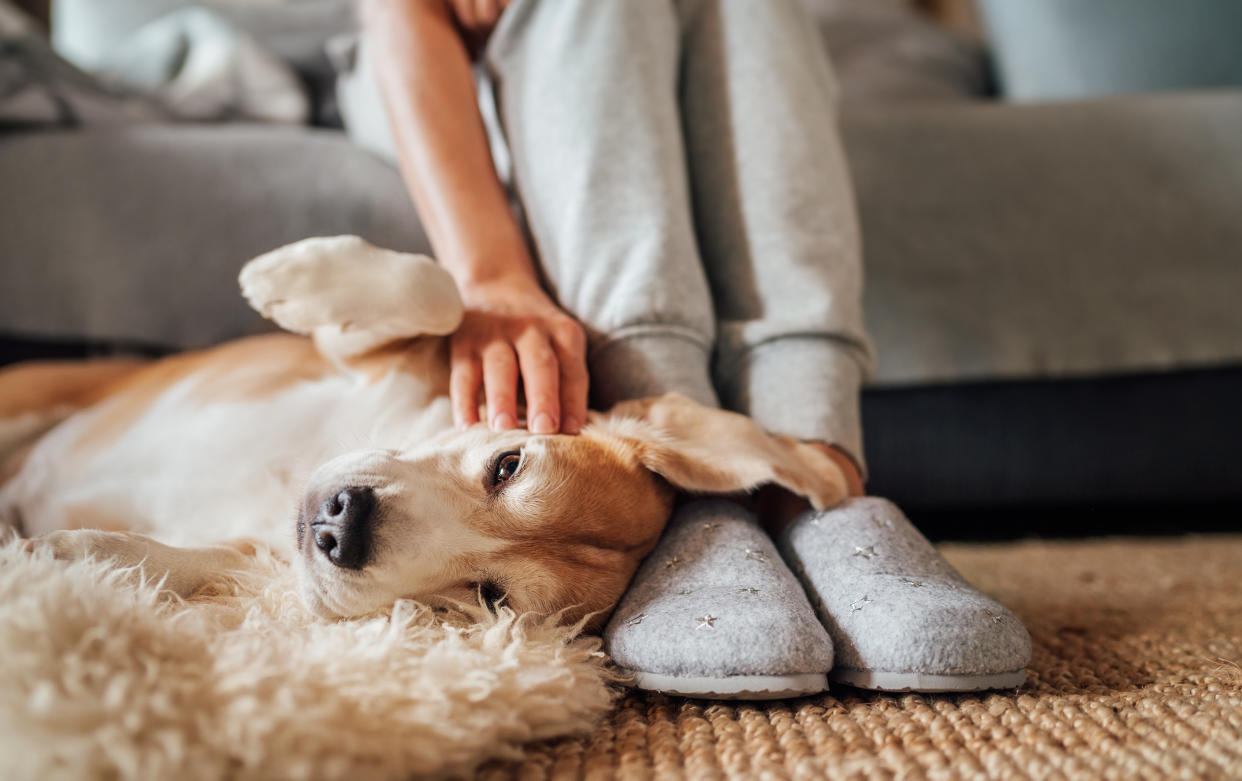 Ein Hund sieht manchmal fast so aus wie ein Mensch. (Symbolbild: Getty Images)