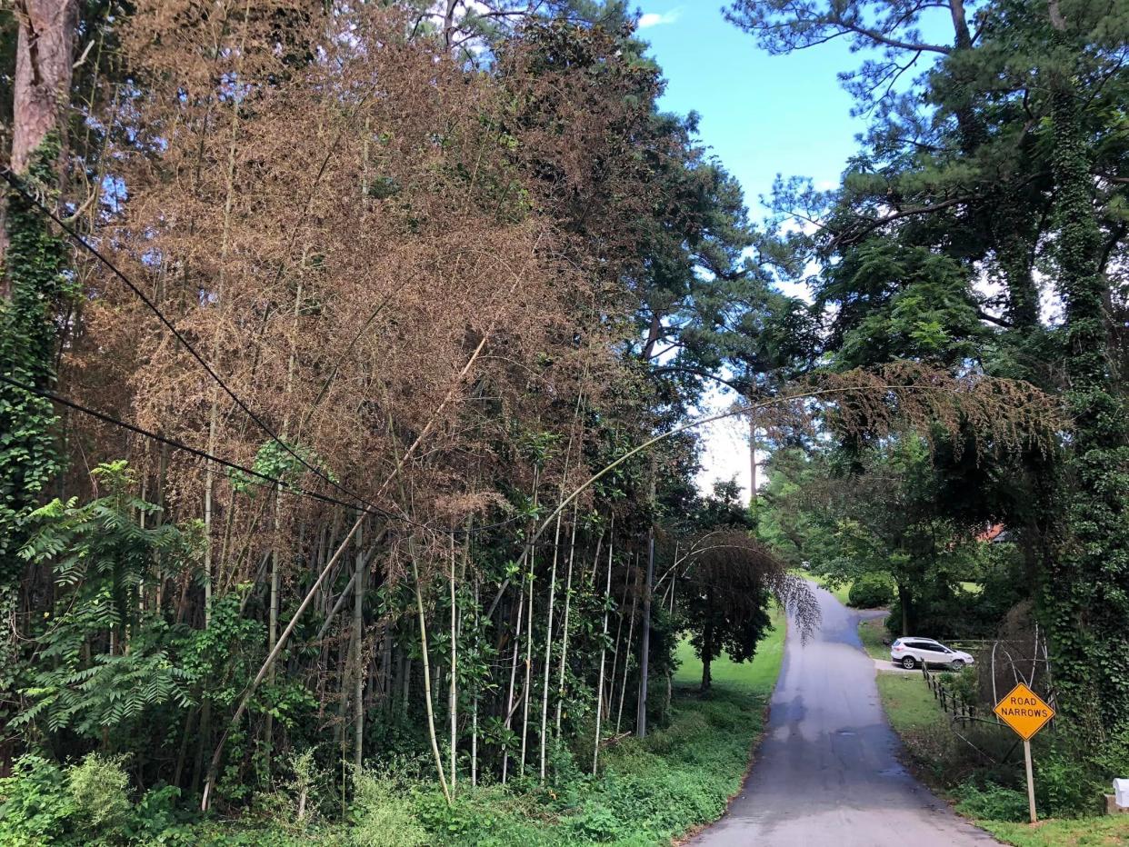 Bamboo turns brown during a mysterious phenomenon occurring at the same time all over the world. This image was captured in Chester, Virginia on June 24, 2023.