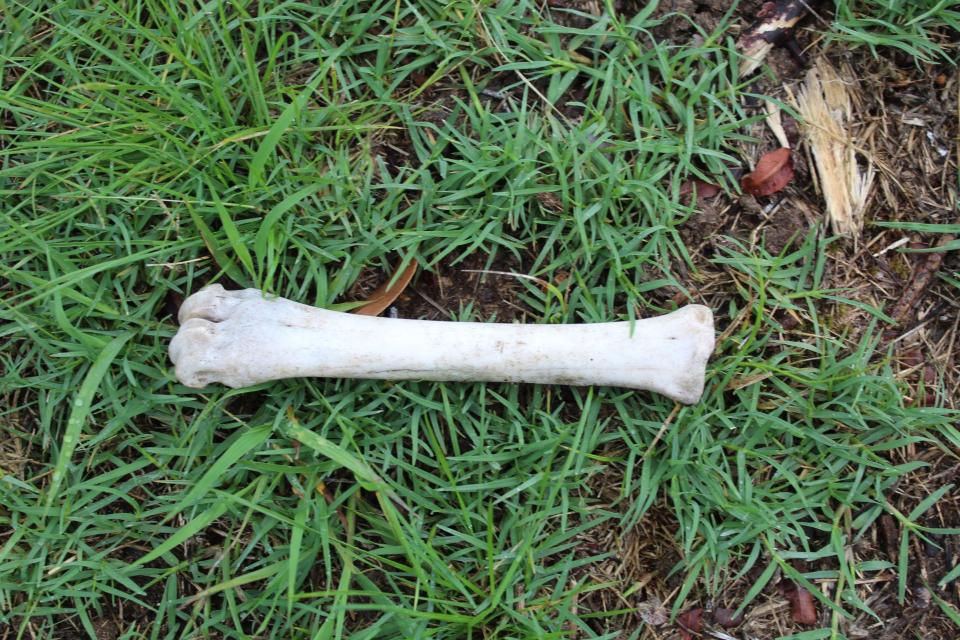 A bone sitting on green grass. 