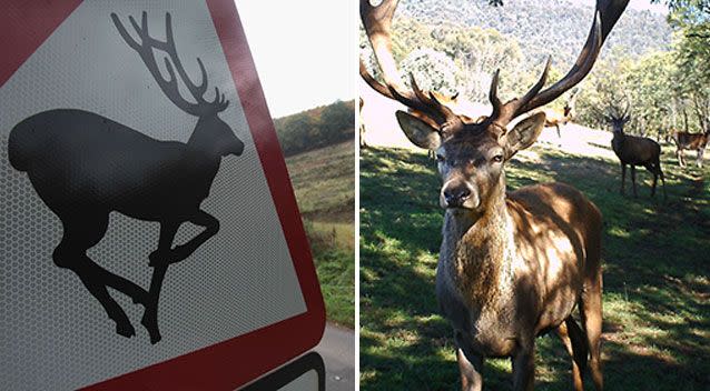 The member for Gippsland East said people are stealing signs similar to this one (left) and (right) deer in Victoria were being hit. Source: Getty Images/ AAP