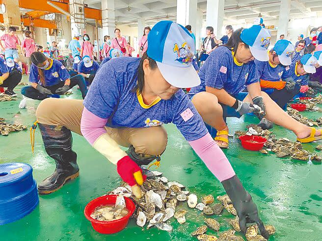 嘉義縣東石蚵品質好，被稱為「牛奶蚵」，但近來飽受越南進口蚵充斥市場的衝擊。（本報資料照片）