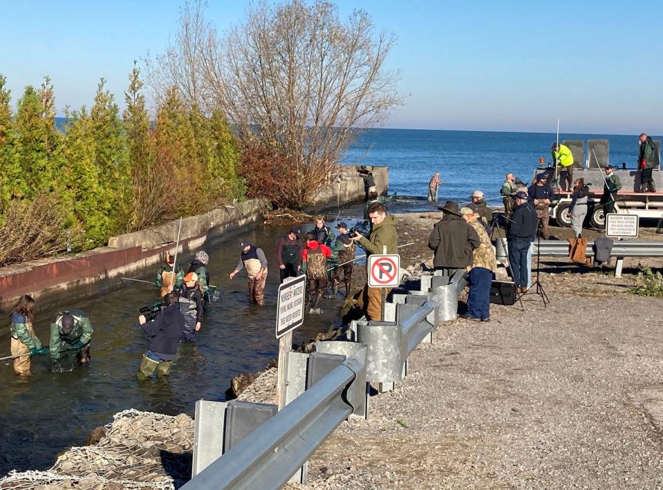 Pennsylvania Fish and Boat Commission officials and volunteers net steelhead in Trout Run in Fairview Township in Erie County on Monday. Steelhead are collected from the nursery water several times a year and are transported to PFBC hatcheries where the fish are spawned and raised for the steelhead stocking program.