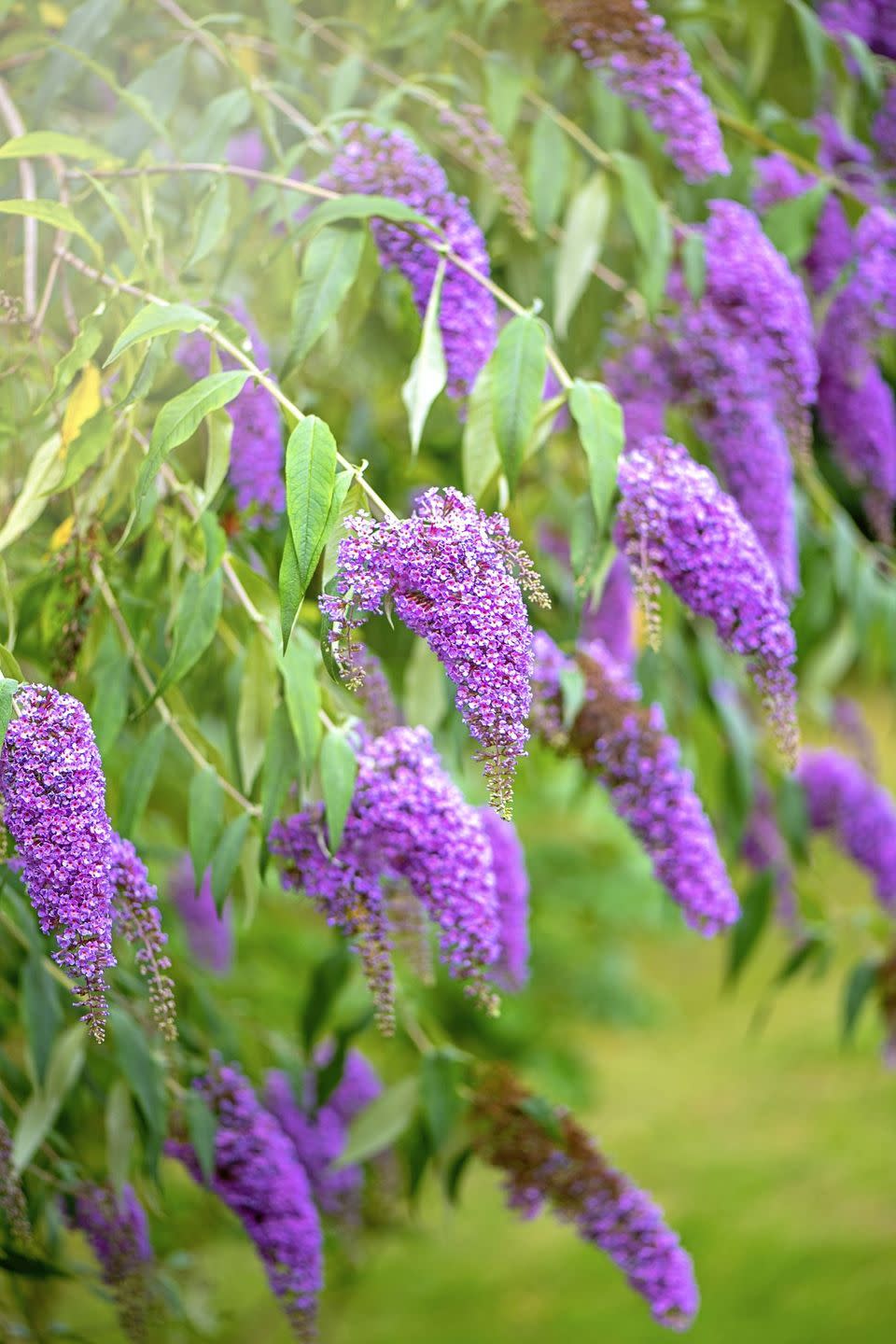 21) Butterfly Bush