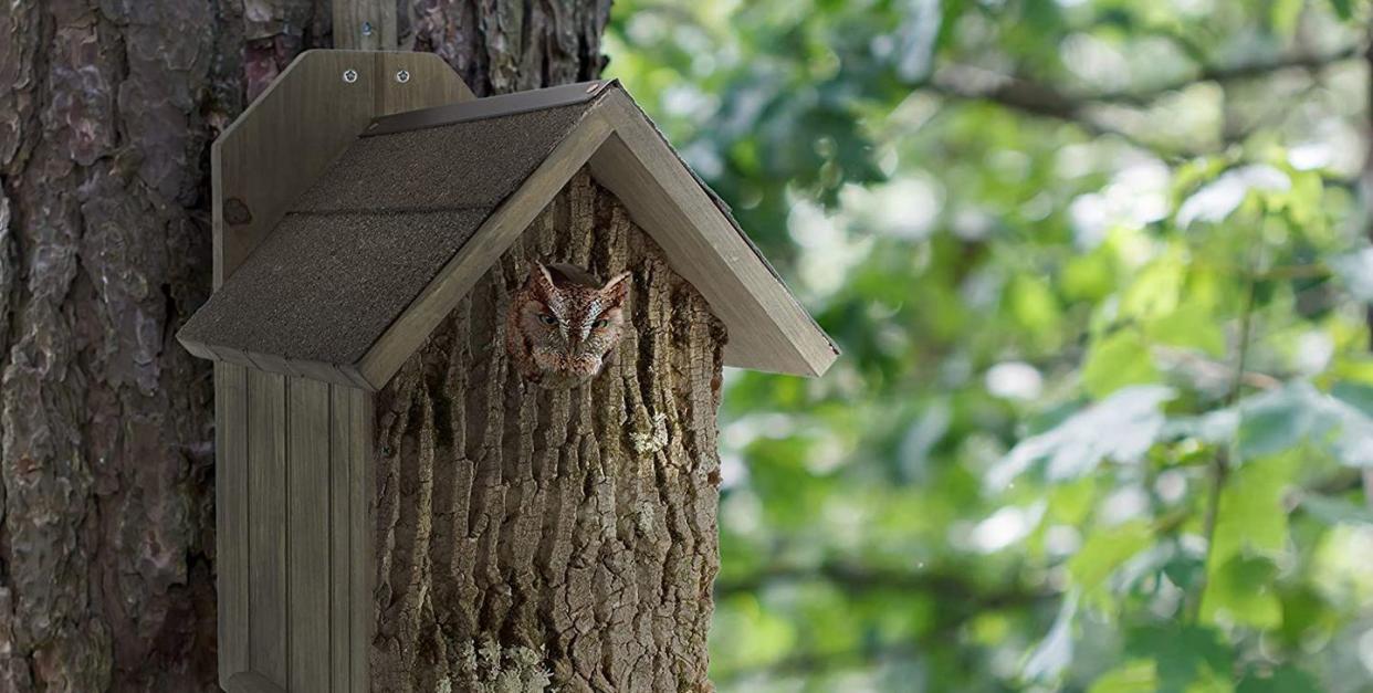 wooden owl box hung on a tree with an owl inside