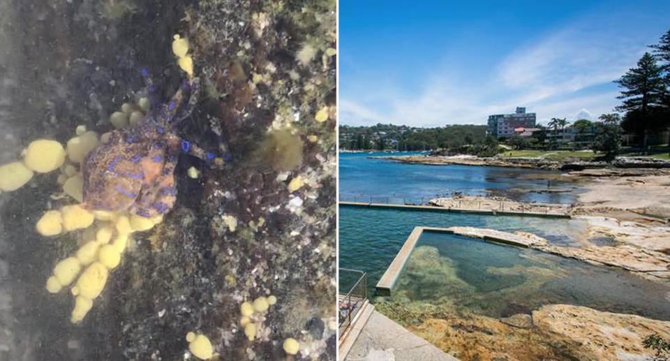 Blue-ringed octopus in rock pool at Fairlight in Sydney. 