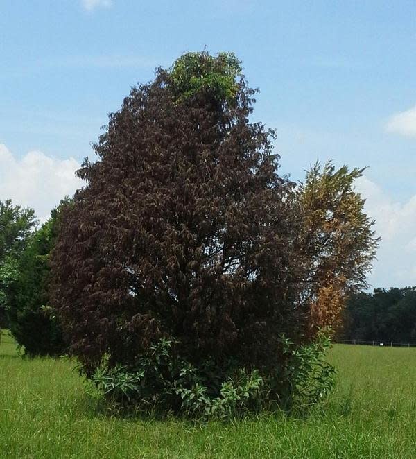 Planted this tree fifteen years ago, nursed it to maturity, it died this spring . 