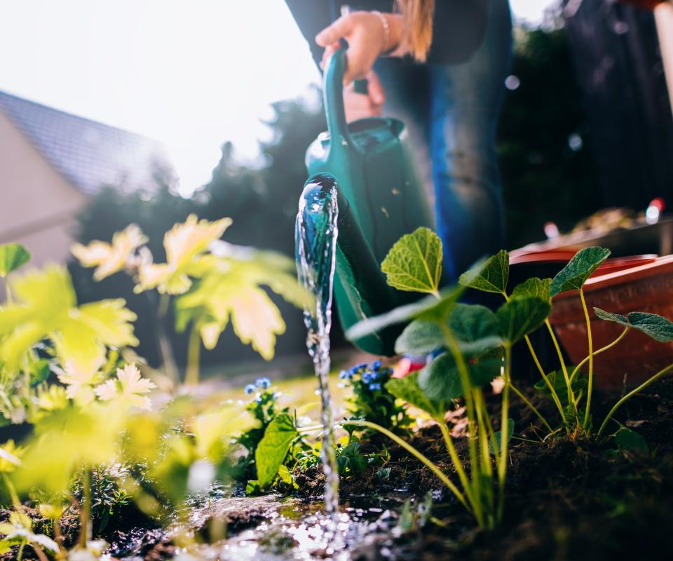 Watering plants in the garden