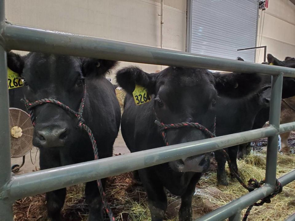 Two cows from Hartman Farms await competition and visitors on Thursday, Oct. 14, 2021, the opening day of the North Carolina State Fair. Hartman Farm is in Walnut Cove, N.C.