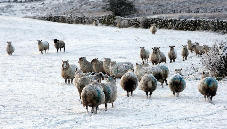 Sheep roam on snow-covered hills above the Glens in Co Antrim, Northern Ireland.