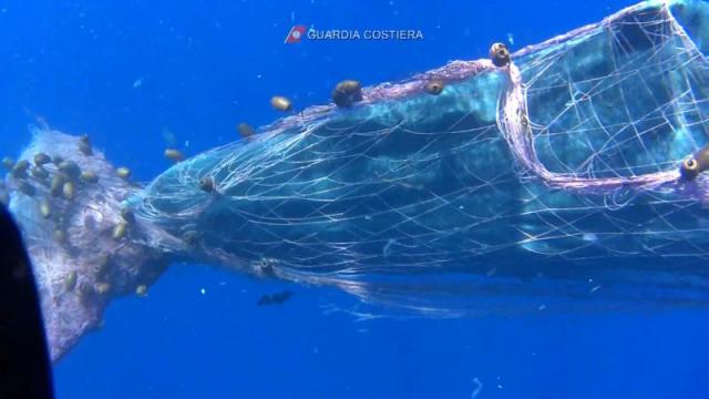 Italian coastguard struggle to free sperm whale from fishing net