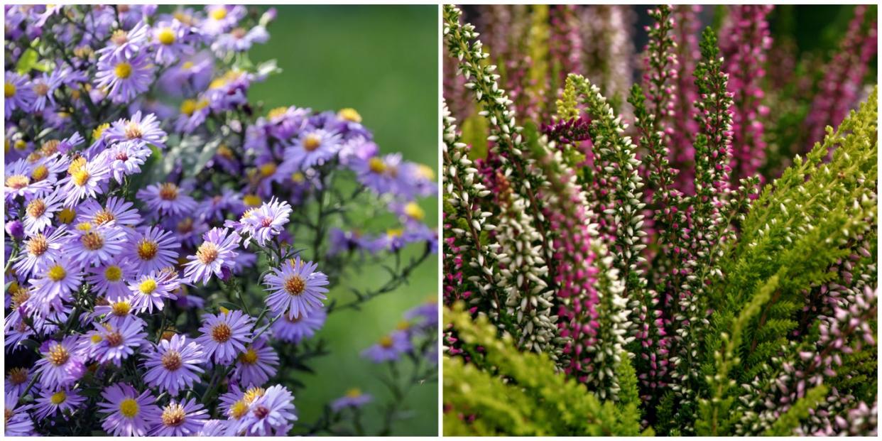 autumn flowering plants