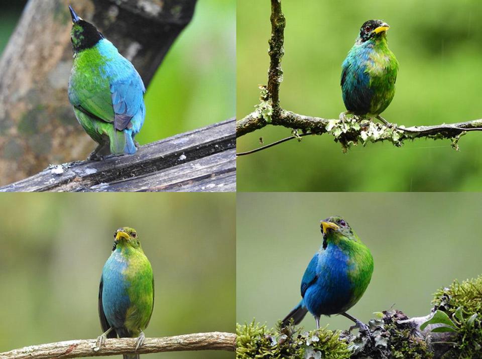 Several photos of the half-male, half-female green honeycreeper bird. Photos from John Murillo via Murillo, Campbell-Thompson, Bishop, Beck and Spencer (2023)