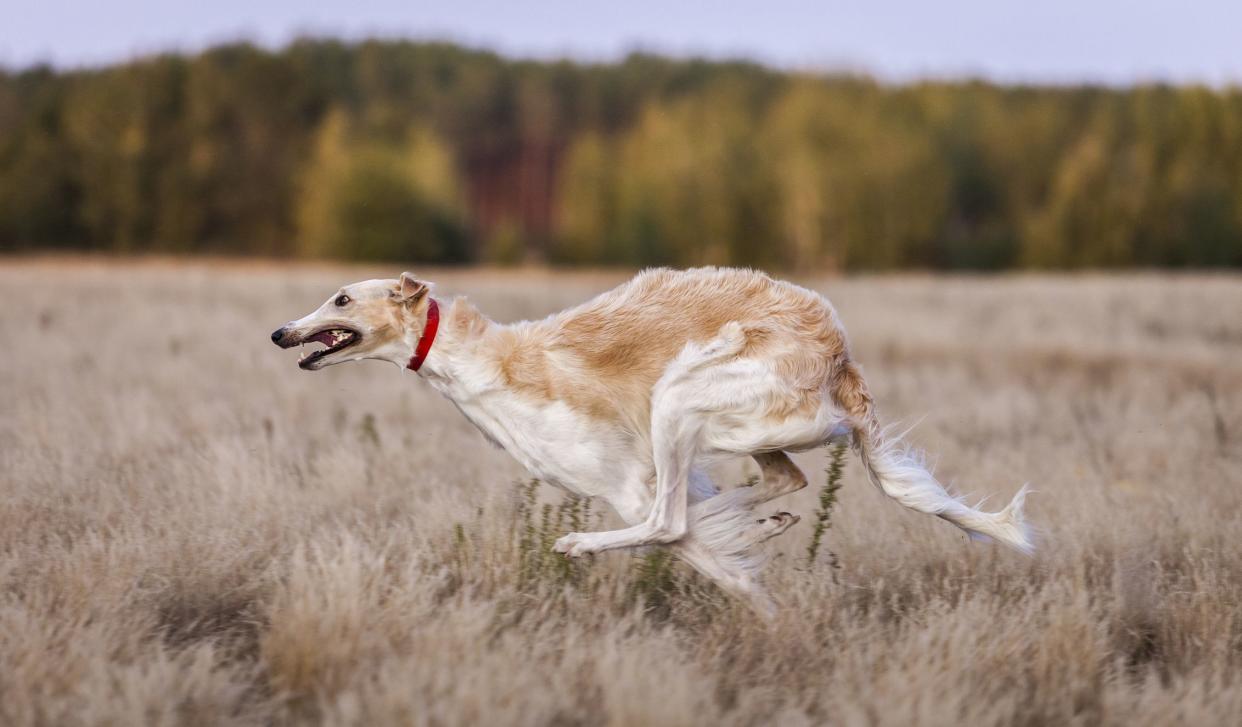 Coursing. The Race of Russkaya psovaya borzaya. Training in the field