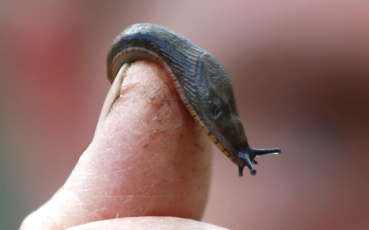 A slug is seen on a finger of a gardener in a park in London - Peter Nicholls