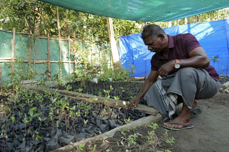 T. P. Murukesan inspects mangrove saplings that he grew at his home nursery on Vypin Island in Kochi, Kerala state, India, on March 5, 2023. Known locally as Mangrove Man, Murukesan has turned to planting the trees along the shores to counter the impacts of rising waters on his home. (AP Photo/Shawn Sebastian)