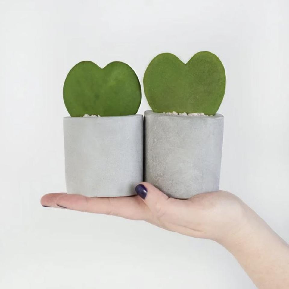 Heart mini succulents