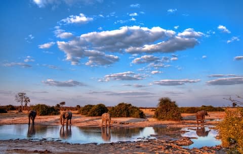 Botswana is one of Africa's top safari destinations - Credit: getty