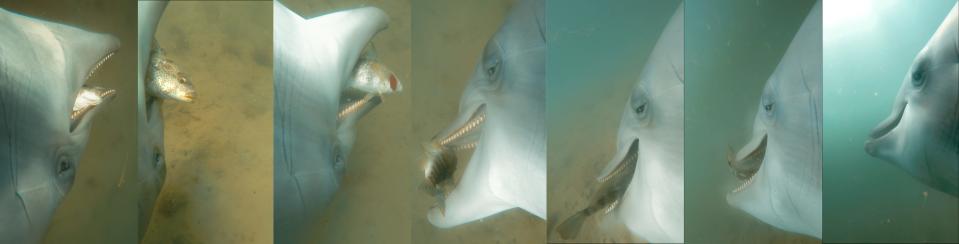 image series shows dolphin face up close catching a fish