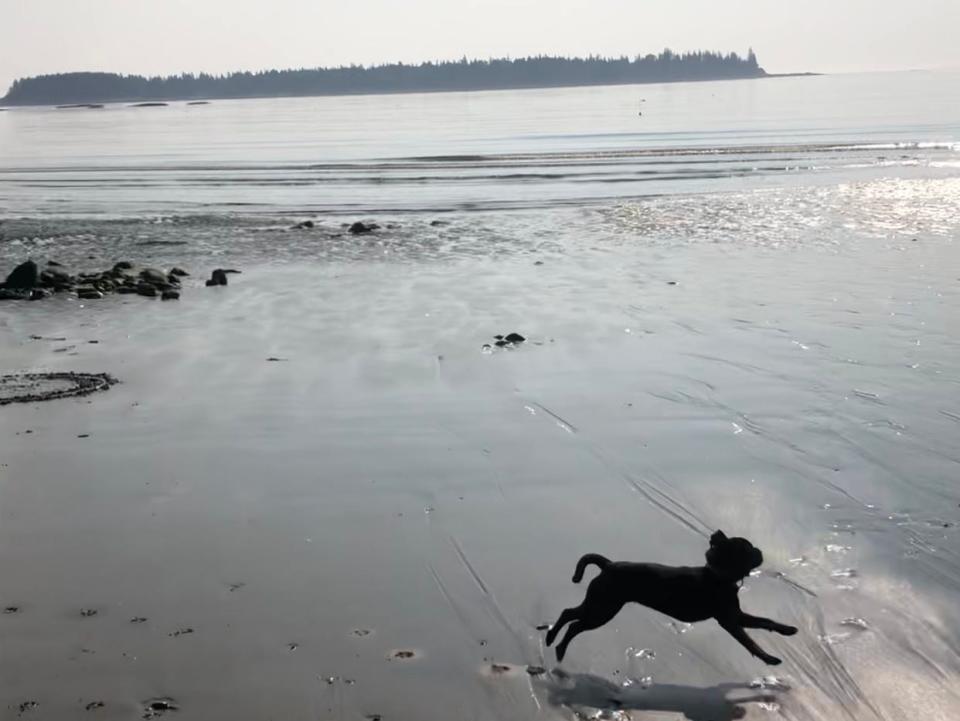a dog running on the sand at the beach