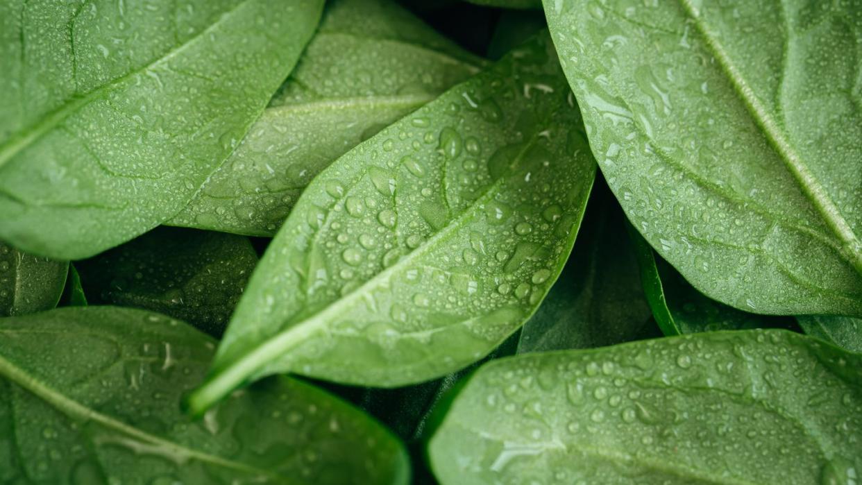 wet fresh textured green baby spinach leaves, natural background