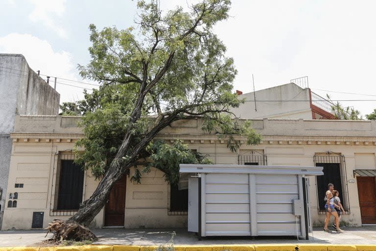 El árbol que cayó sobre el puesto de diarios en Villa Santa Rita