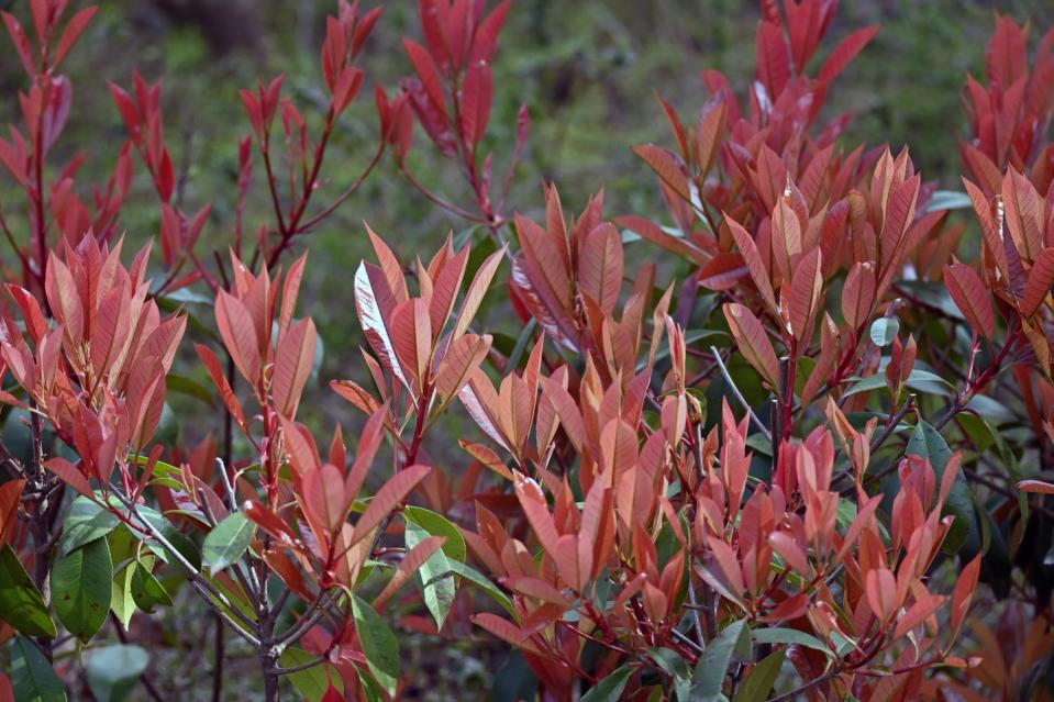 Photinia Glabra