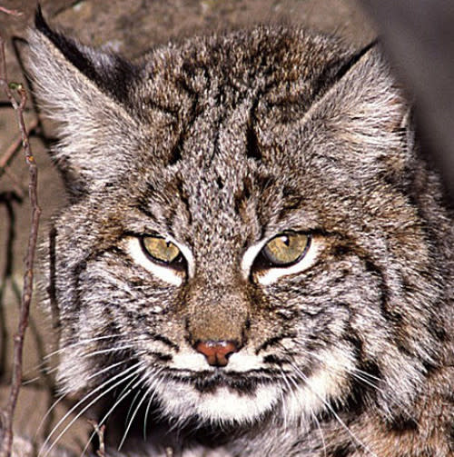 Largely unseen, the secretive bobcat is in fact our next-door neighbor.