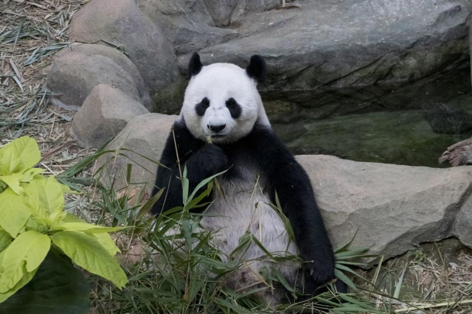 <p>Head over to Atlanta Zoo's panda cam and you'll see plenty of the beautiful animals roaming freely. On their website, they say: "During a time when the COVID-19 epidemic is touching all of our lives, we're proud and glad that people around the world find joy in PandaCam."</p><p><a class="link " href="https://zooatlanta.org/panda-cam/" rel="nofollow noopener" target="_blank" data-ylk="slk:WATCH NOW;elm:context_link;itc:0;sec:content-canvas">WATCH NOW</a></p>