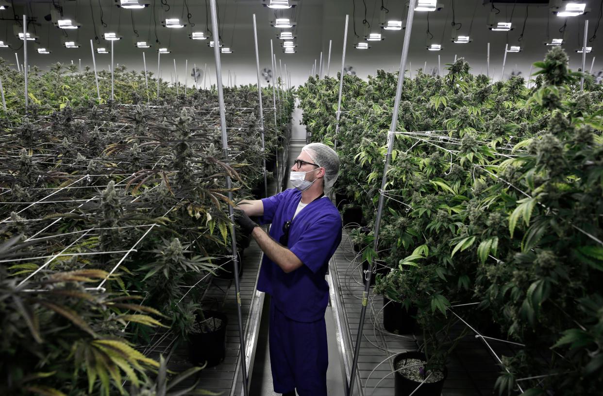 Marijuana farm in Las Vegas.