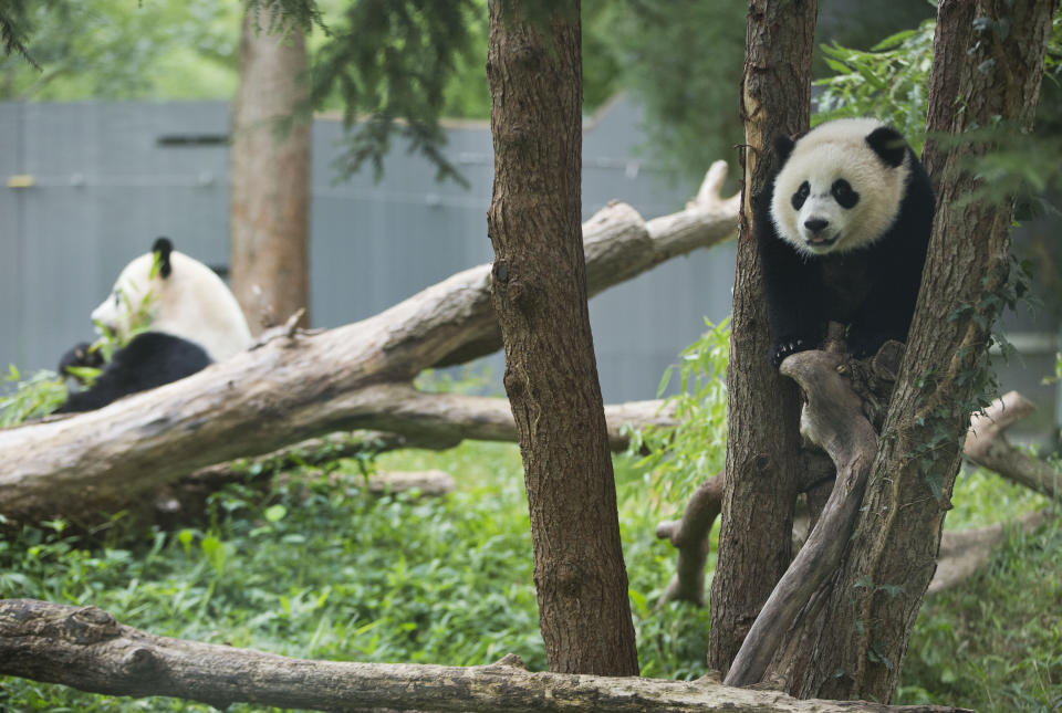 FILE- Panda cub Bao Bao, right, and her mother Mei Xiang are seen in their habitat at the National Zoo in Washington, Aug. 23, 2014.Two giant pandas are coming to Washington’s National Zoo from China by the end of the year. The zoo made the announcement Wednesday, about half a year after it sent its three pandas back to China. (AP Photo/Pablo Martinez Monsivais, File)