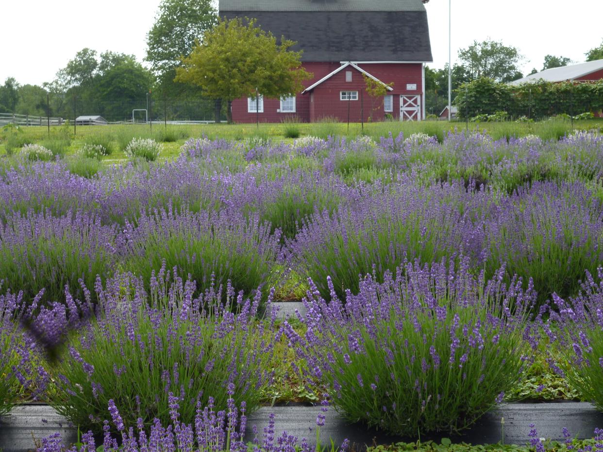 Hidden Spring Lavender and Alpaca Farm in Montgomery.