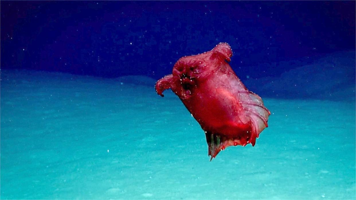 Forscher haben in den Gewässern um die Antarktis eine kuriose Tiefsee-Seegurke gefilmt. Foto: Australian Antarctic Division/AAP