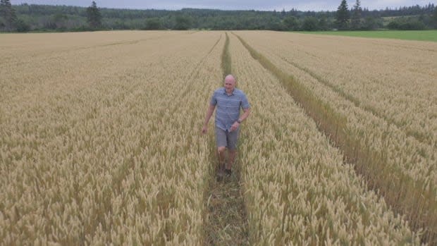 Aaron Mills walks through one of the barley fields at the Harrington Research Station.  (Shane Hennessey/CBC - image credit)
