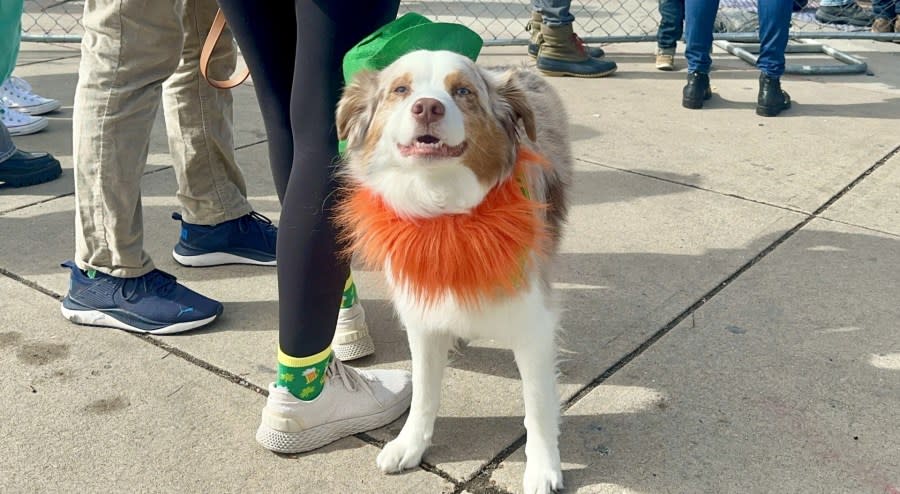 Coloradans grabbed their green and gathered in the Five Points neighborhood of Denver for the 62nd annual St. Patrick's Day parade on March 16, 2024.