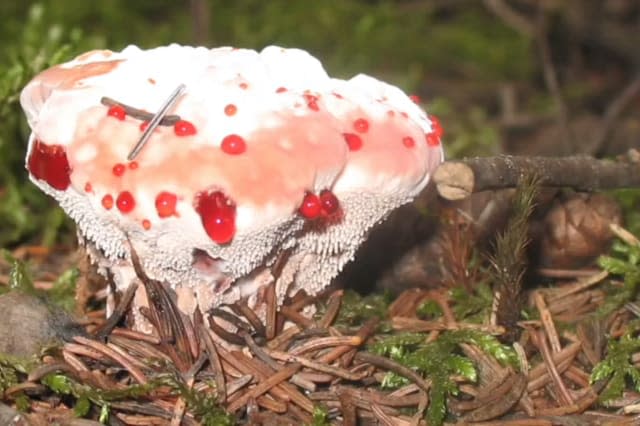 Bleeding tooth fungus