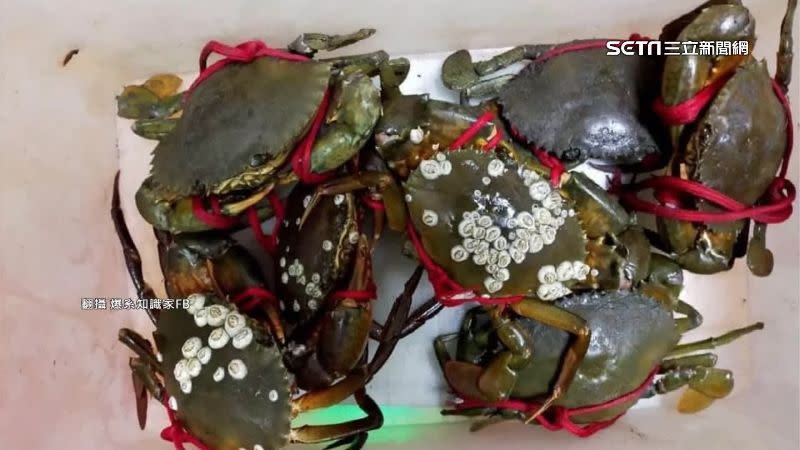 網友發現螃蟹的殼上有10幾顆白色「不明瘤狀物」。（圖／翻攝自爆系知識家臉書）
